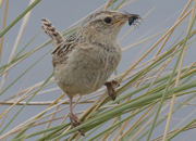 link to grass wren